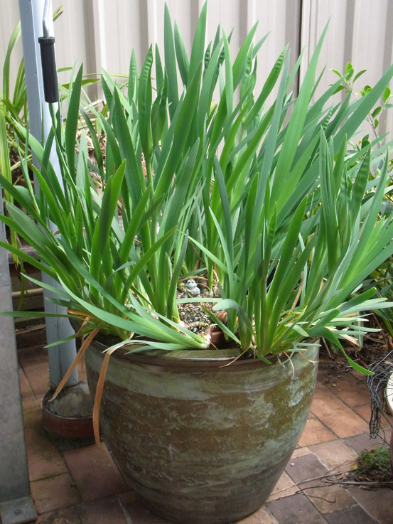 Garden amateur Louisiana iris