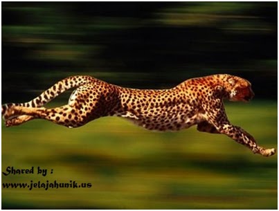 Tugas Sekolah Kliping Hewan