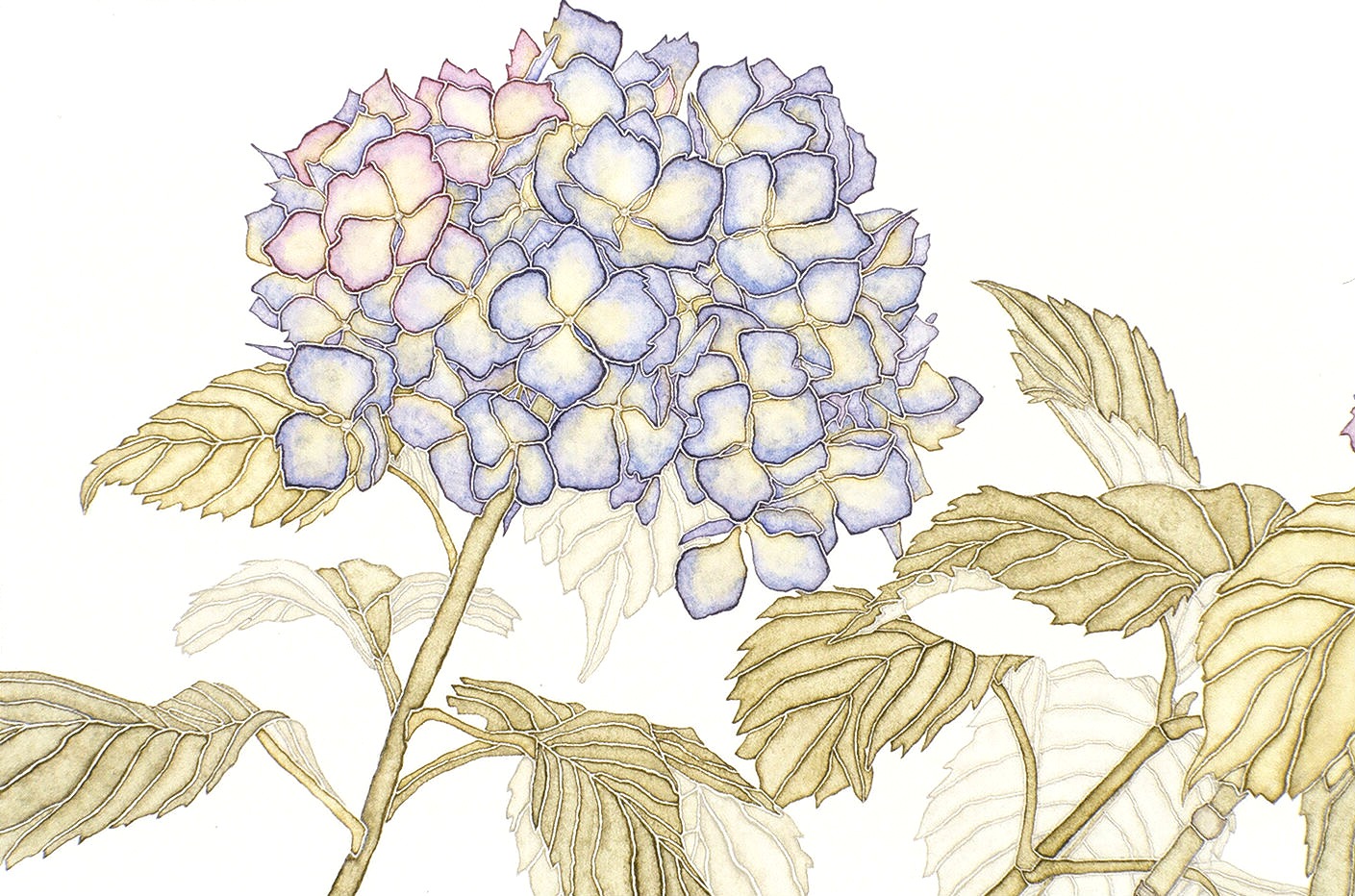 corner blog: brilliant projects heretofore unpublished: hydrangea I