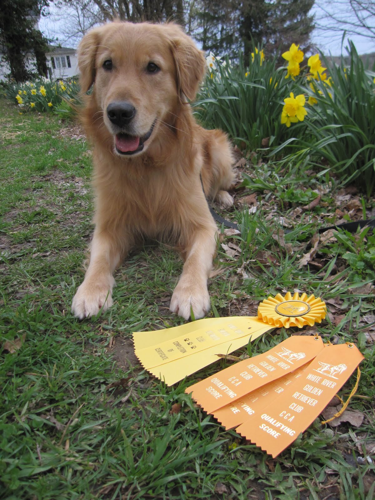 CCA Griffin is, in Fact, a Golden Retriever. A Frame of Mind Animal