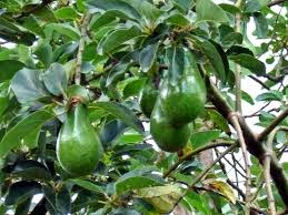 Tanaman Buah Bibit Tanaman Buah Alpukat tanaman buah bibit tanaman buah alpukat