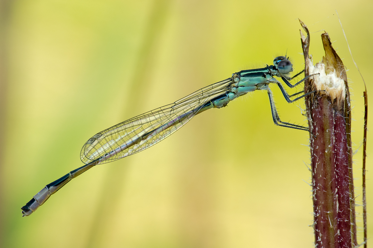 Ubertrieben Verpackungszwang Fur Eis Im Hornchen Gescherblog