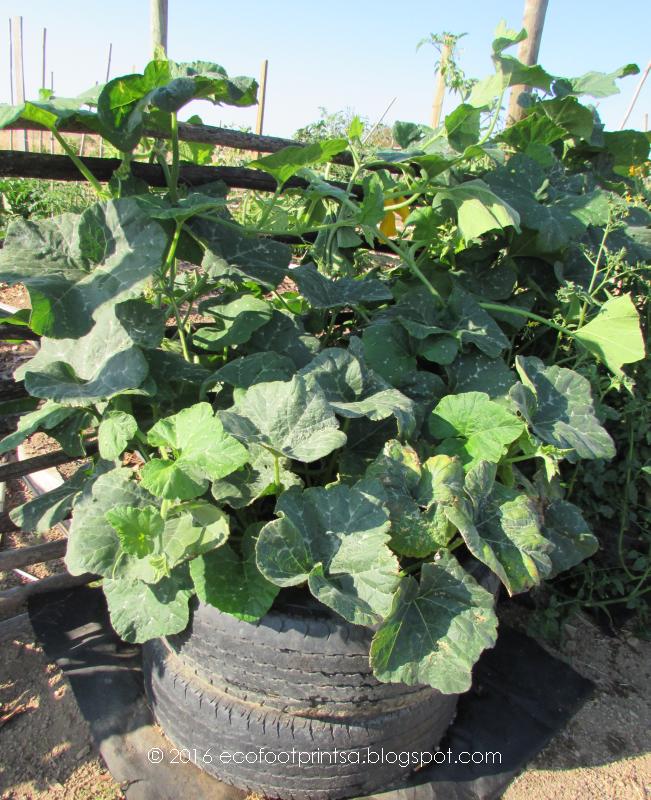 Eco Footprint South Africa Growing pumpkins / butternut 2016