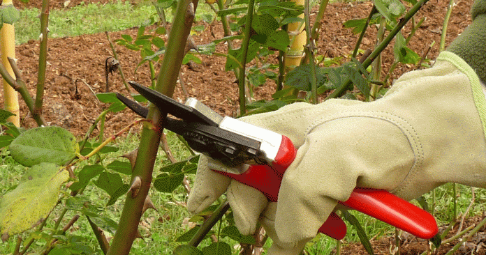 JARDINES al SUR: GRIGADALE: TALLER de PODA de ROSAS
