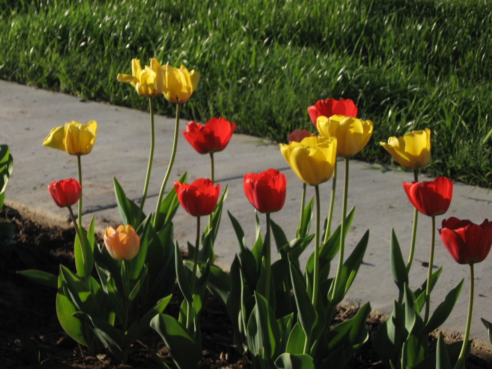 Taming My Spot of Ground Tulips