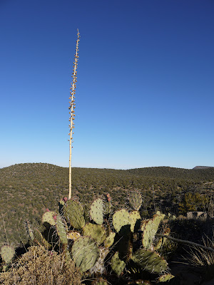Century-Plant-Arizona-Desert.jpg