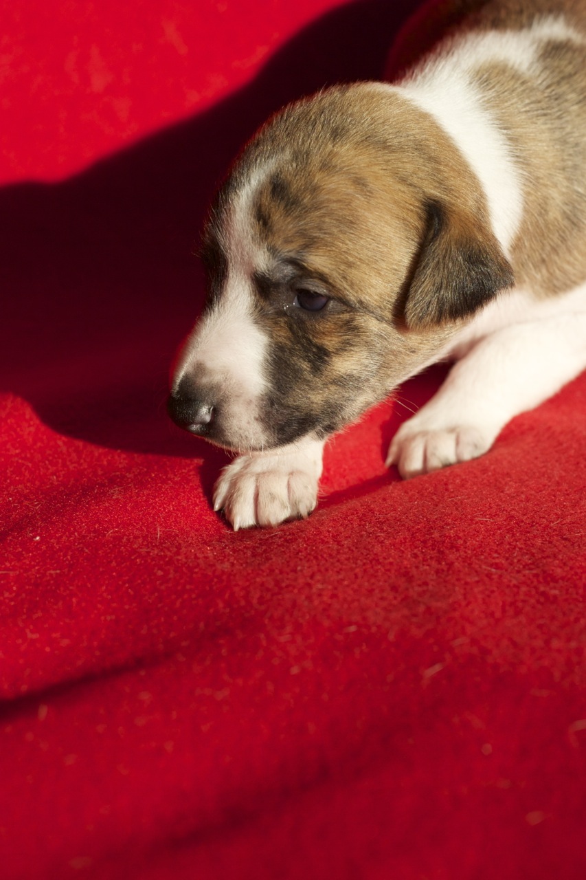 Whippet kennel Tenderline Tenderline Golden Heart