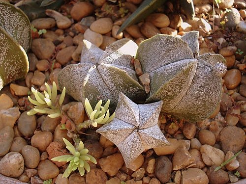 Astrophytum Astrophytum