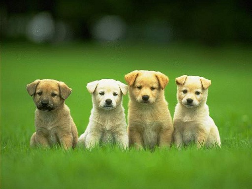 Puppies Dog Breed Information Image Pictures