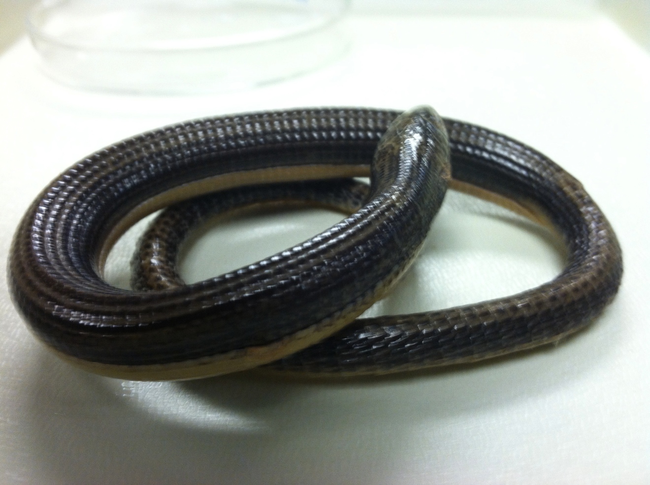 Biology of the Reptilia Reptiles Lab 1 Anatomy (Thompson & Serna)