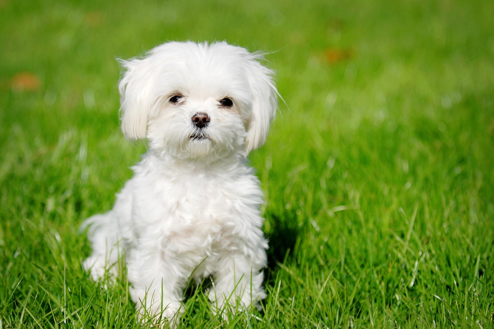 maltese hair styles