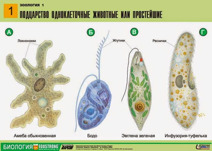 Простейшие И Их Фото