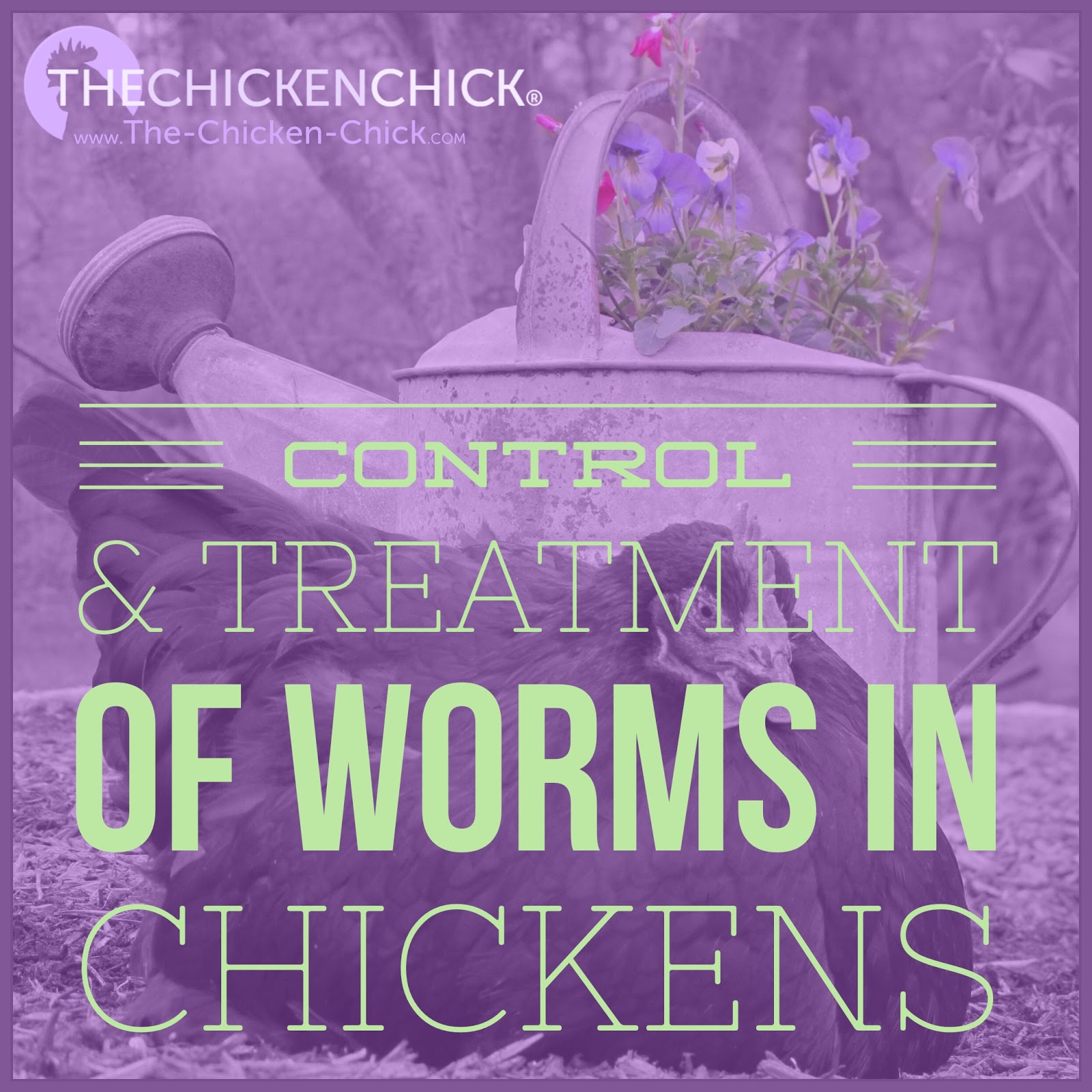 Control & Treatment of Worms in Chickens The Chicken Chick®
