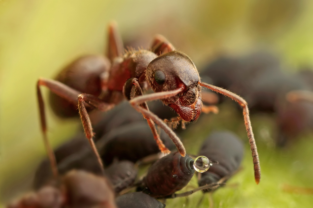 Aphid Ant
