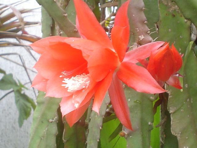 cactusorquidea epiphyllum vermelha