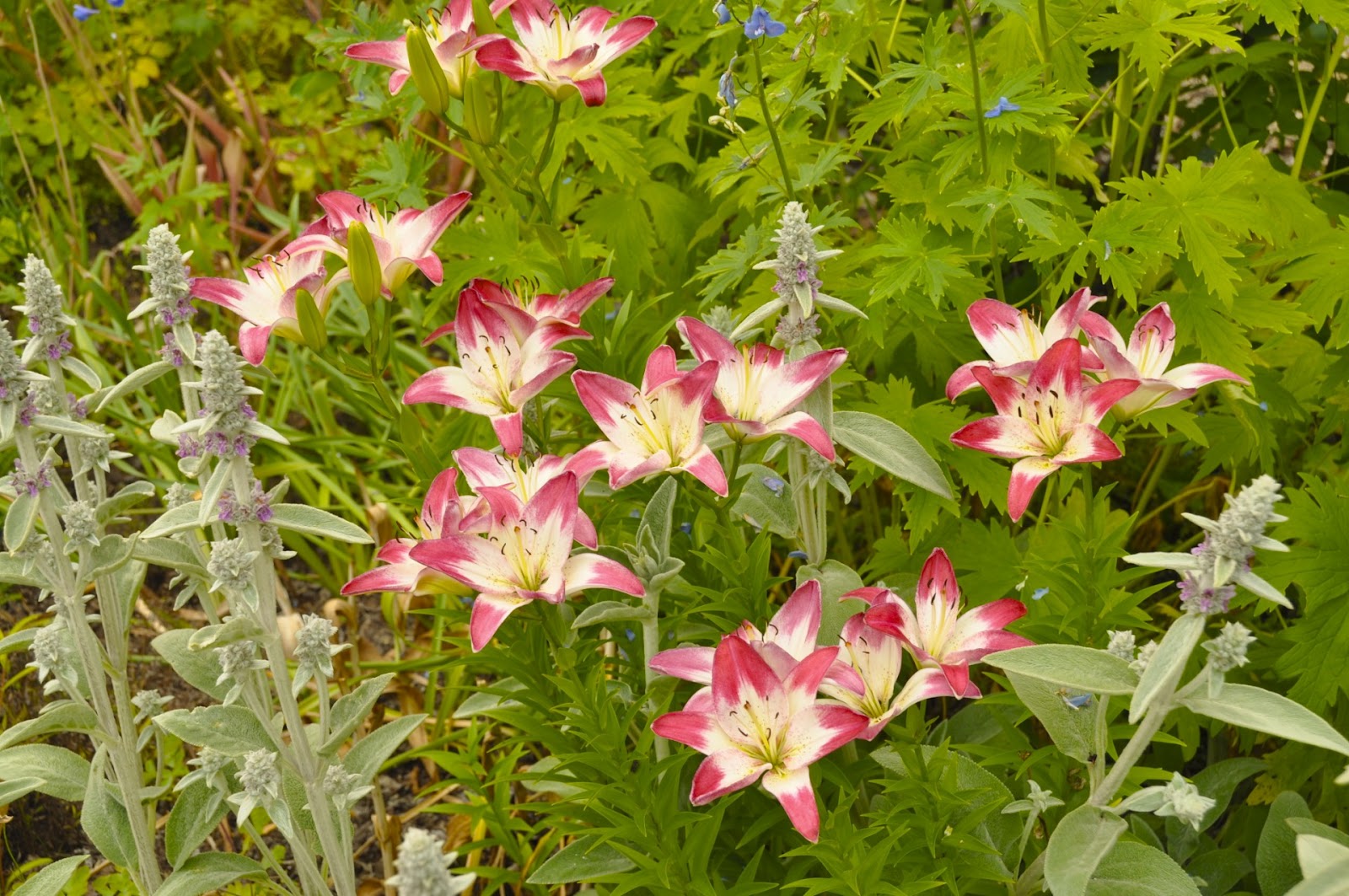 Northern Exposure Gardening Lollipop Lilies and Edible Flowers