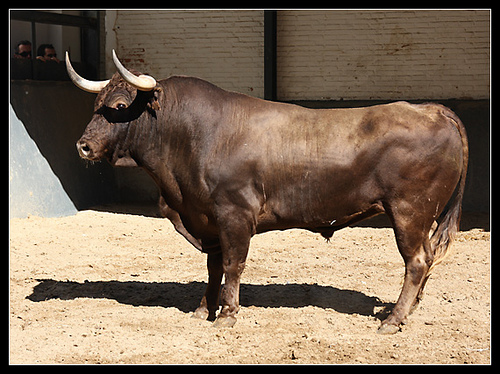 GANADERIAS TOROS ganaderias toros: