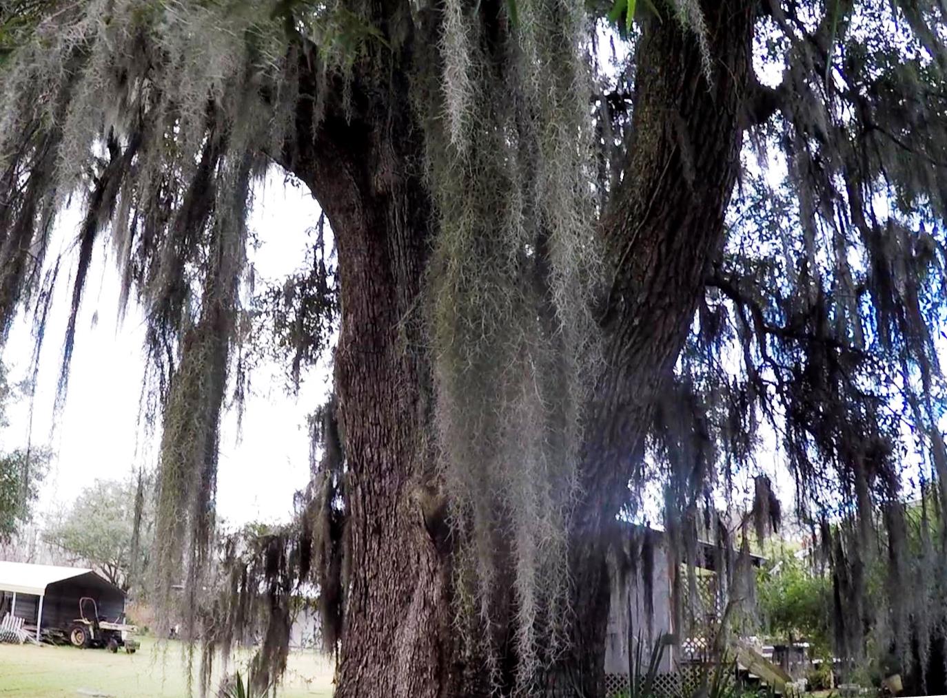 Cat Stuck in a Tree? Penelope