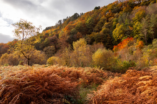 Trees in full autumn bloom rise above the Afon Mellte in the Brecon Beacons by Martyn Ferry Photography