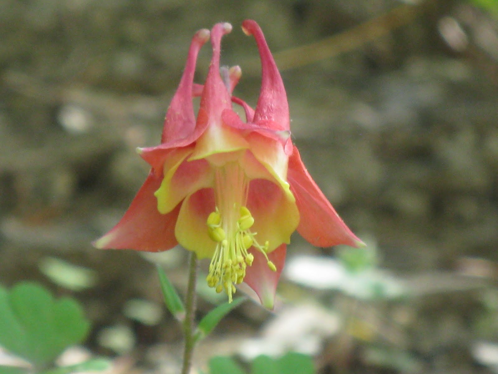 Wildflowers in West Virginia Wild Red Columbines, Swinging Bridge Road, Hedgesville, WV April