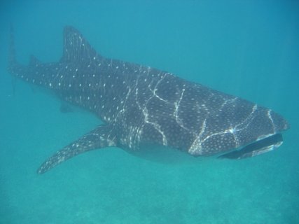 Whale Shark