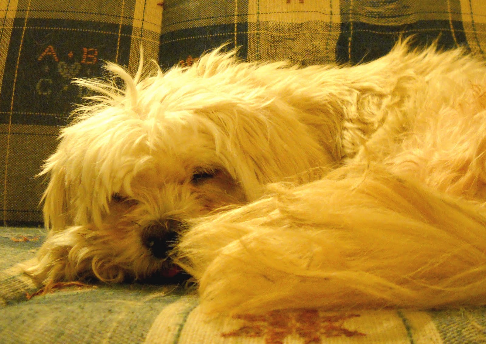 Blackwell+court+scouts