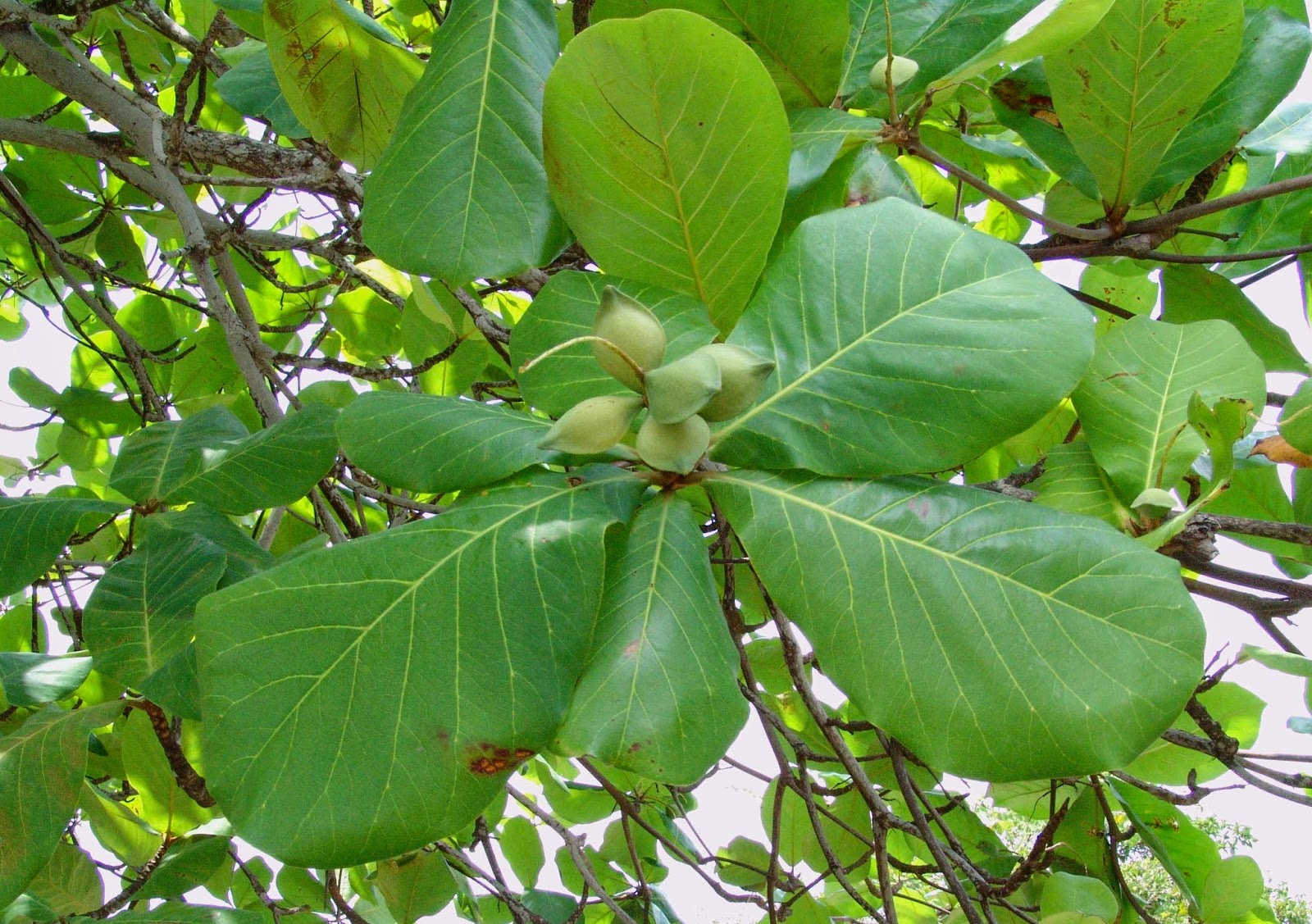 Herbal remedies 75. Indian Almond improves Memory & boosts Energy