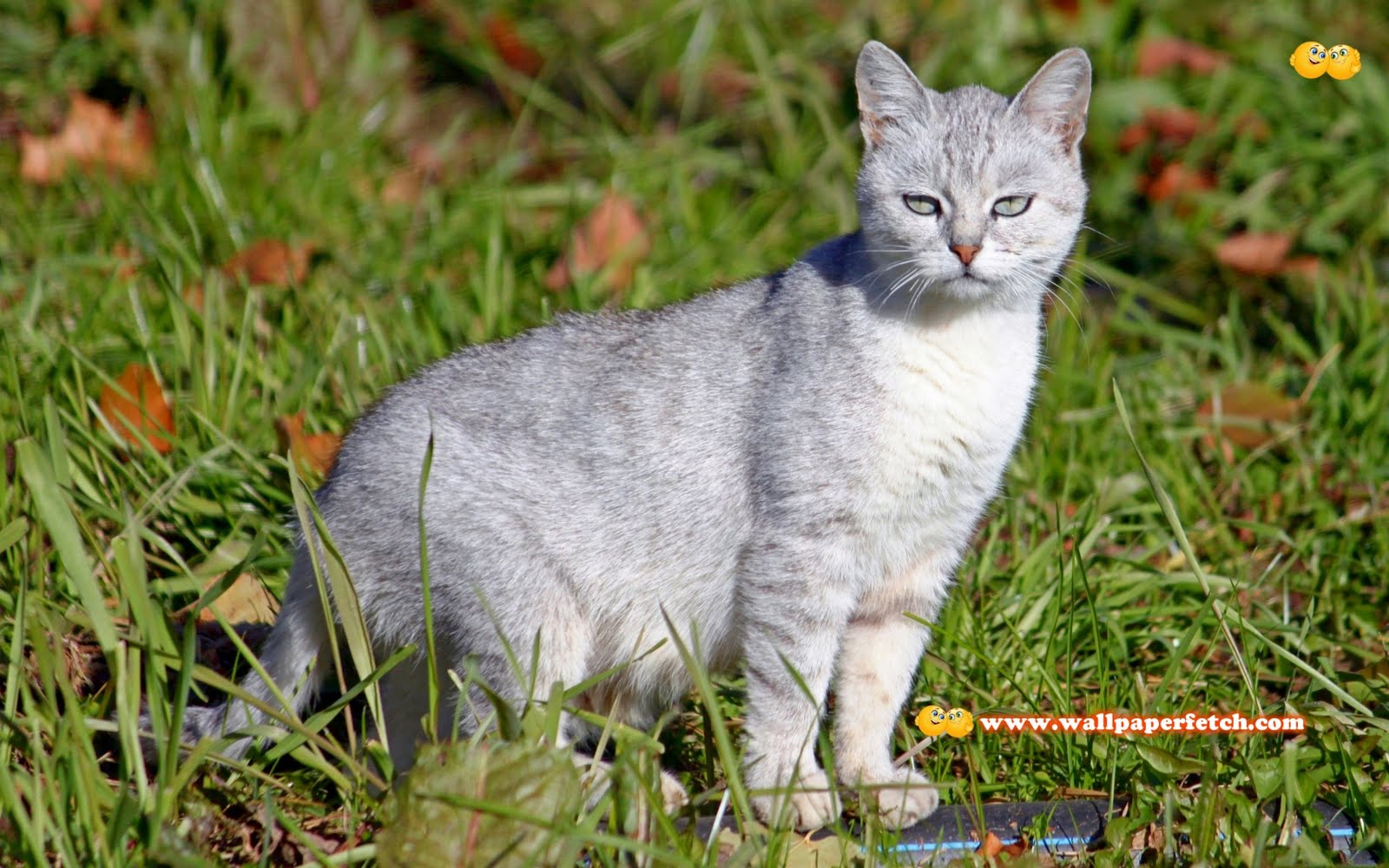 http://2.bp.blogspot.com/-joF7fKjLnCE/TyFWNzb7CQI/AAAAAAAAE2E/ZllMGsd-vGc/s1600/SuperPack_Beautiful_Animals_HD_Wallpapers_Part_32.49.jpg