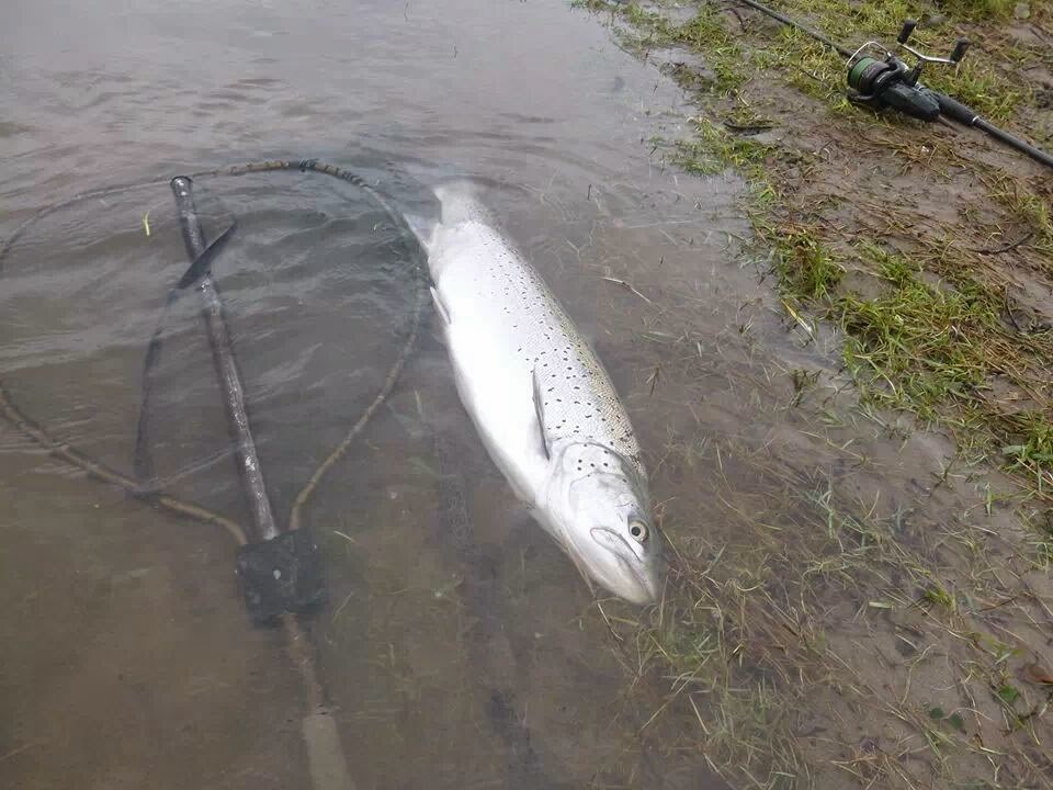Salmon Fly: Fishing For Sewin / Sea Trout In Wales - Tay Salmon Fly