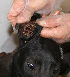 Can A Humans Catch Ear Mites From A Dog Can A Humans Catch Ear Mites From A Dog