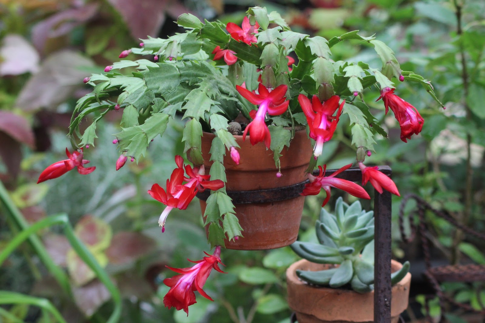 RockOakDeer Christmas Cactus Memories RockOakDeer Christmas Cactus Memories