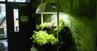 Malaysia Indoor Gardening: Lighting Tips For Indoor Gardening