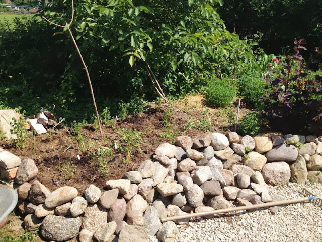 [Bild: Oca_Beet_20130707.jpg]