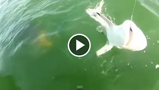 Un mero gigante se come de un bocado a un tiburón [Vídeo]