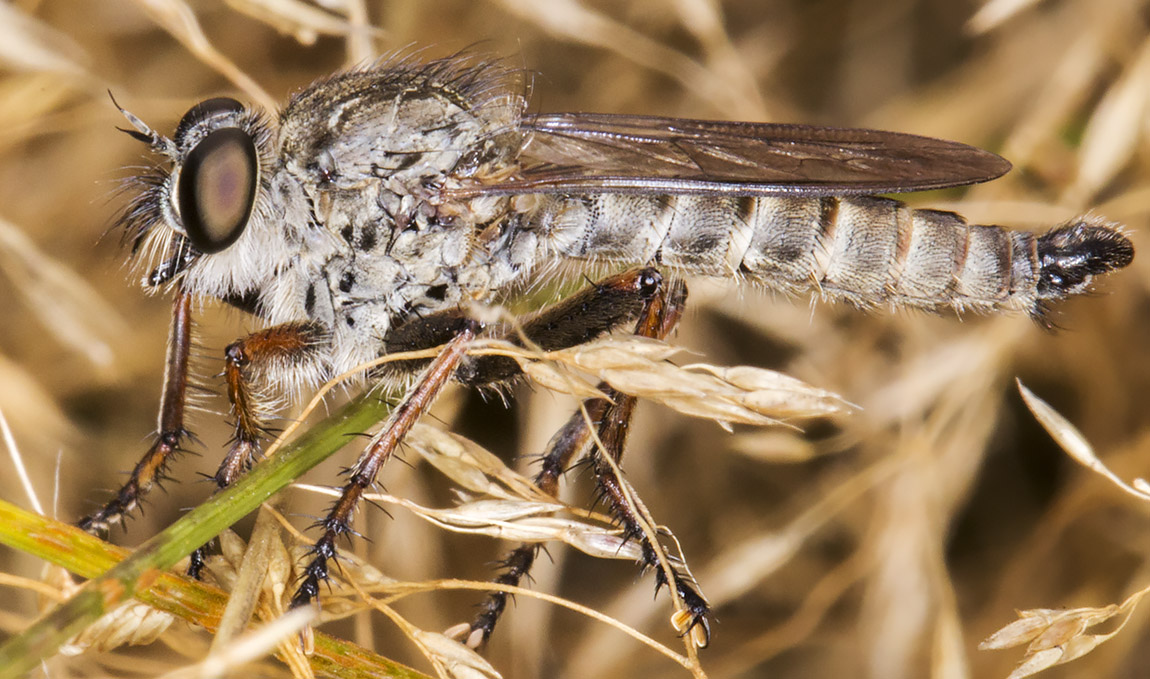 Kite-tailed Robber Fly, Machimus atricapillus. Hayes Common, 24 August 2014. Kite-tailed Robber Fly, Machimus atricapillus. Hayes Common, 24 August 2014.