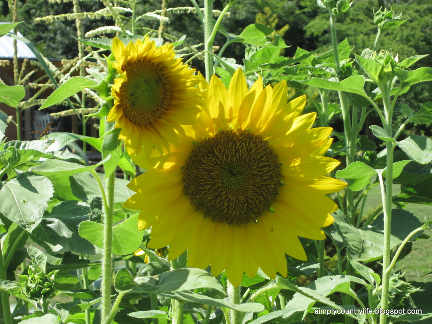 Simply Country Life Sunflowers, Garden Progress and Keeping the Deer Out
