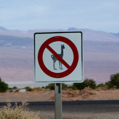 No Llamas allowed?! Biased damn people