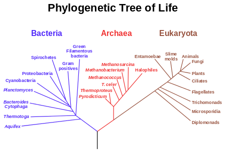 biophilia what is the oldest cell eubacteria vs archaebacteria venn diagram