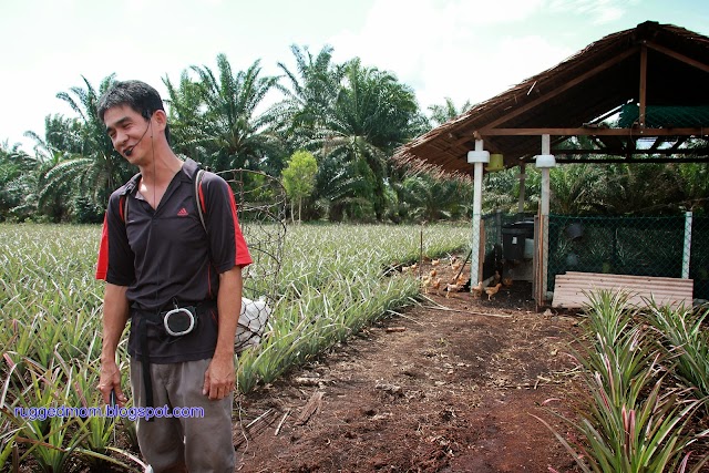 Symbiosis Farming at Nictar Bee Farm