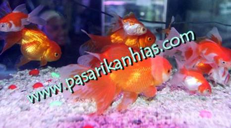 pasar ikan hias di daerah tulungagung ikan hias pasar ikan hias di daerah tulungagung ikan hias