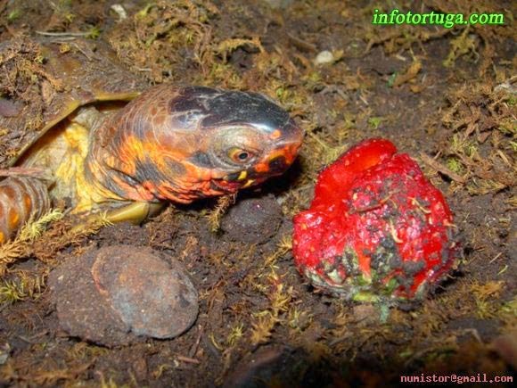 Terrapene carolina triunguis - Three-toed box turtle