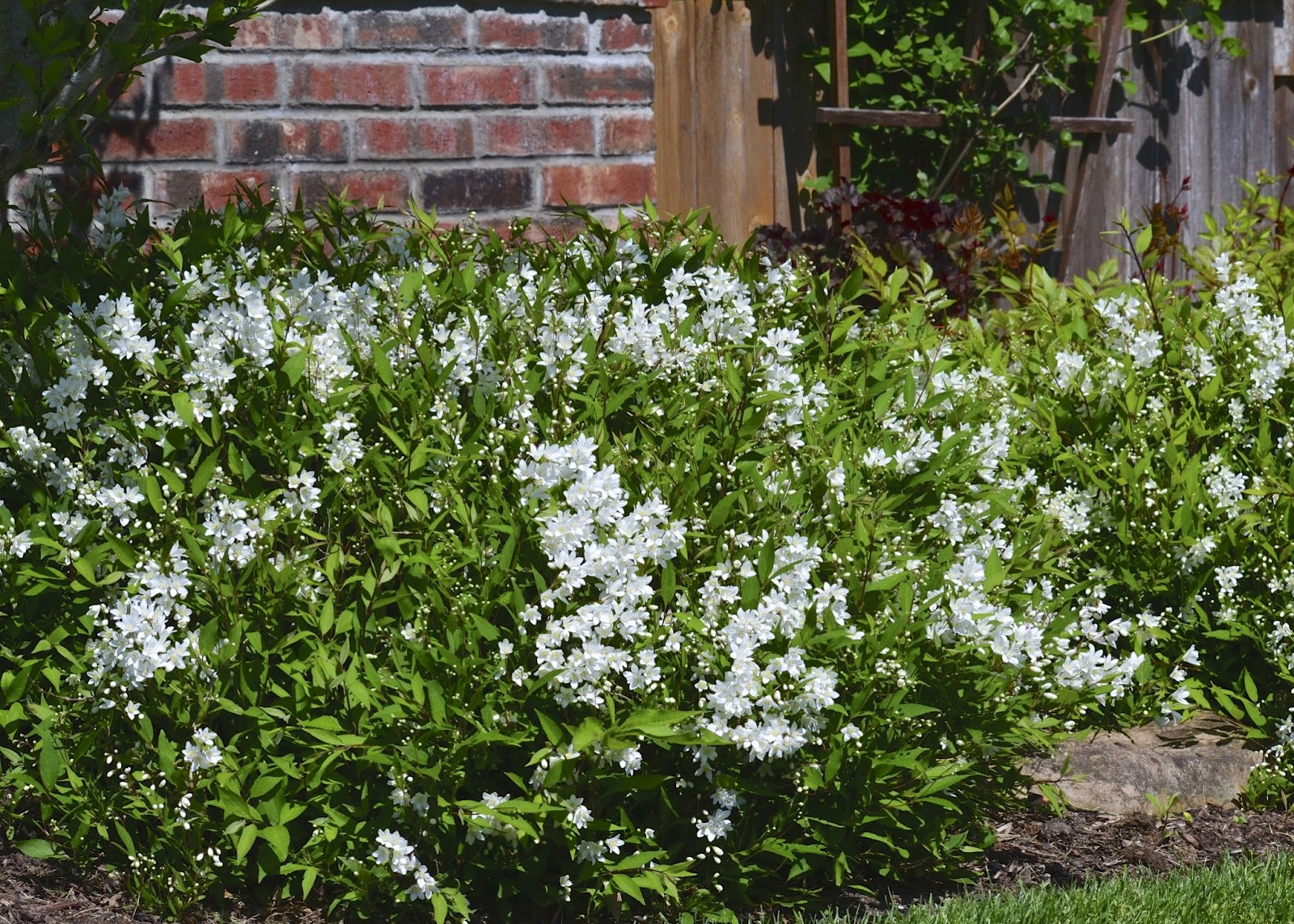 Plant Inventory At 20 Timothy Deutzia Gracilis Slender Deutzia