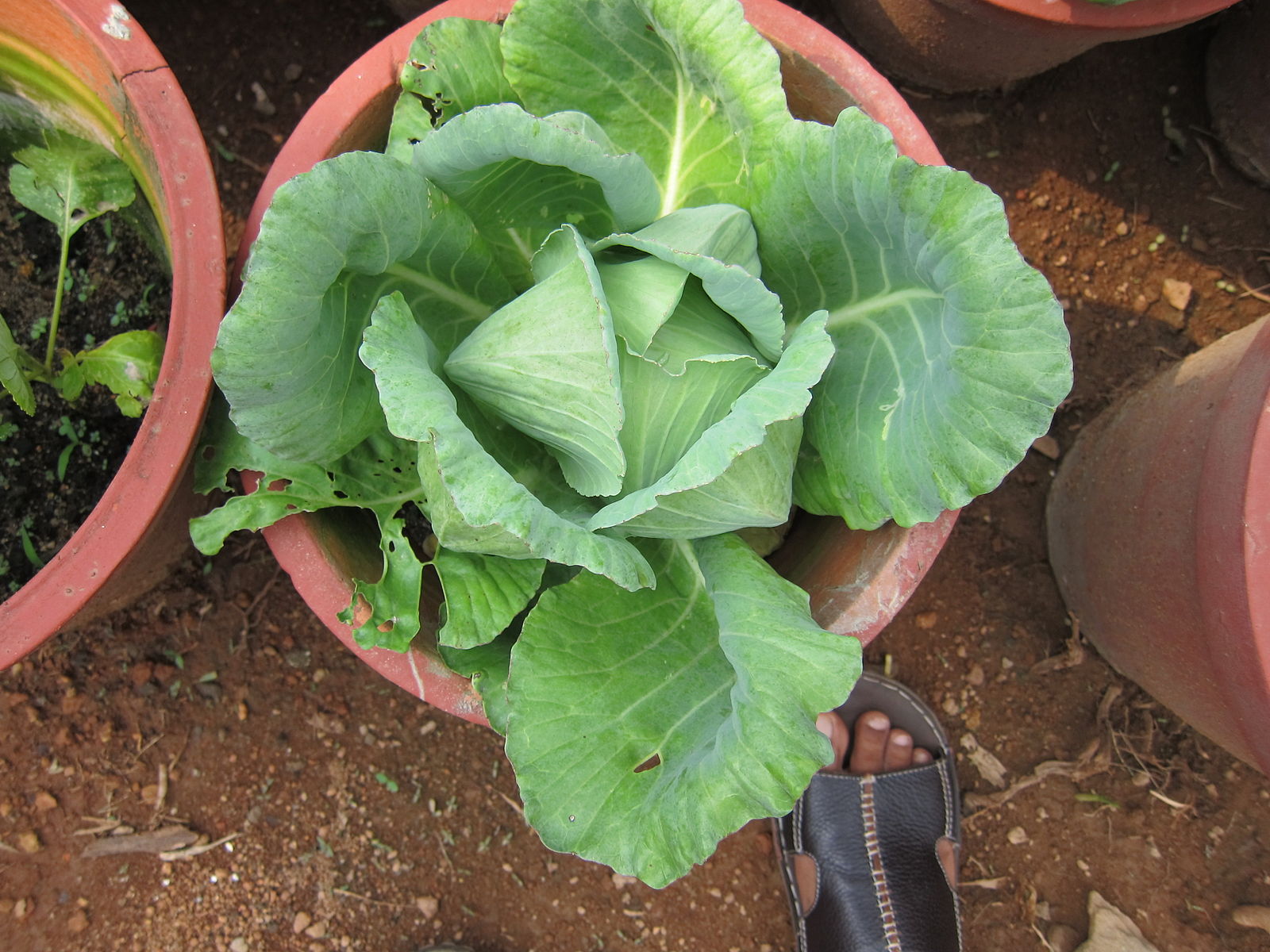 How to Kill E. Coli on Vegetables and Fruits Proverbs 31 Woman