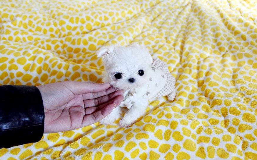 TEACUP PUPPY ★Teacup puppy for sale★Teacup maltese Mari.