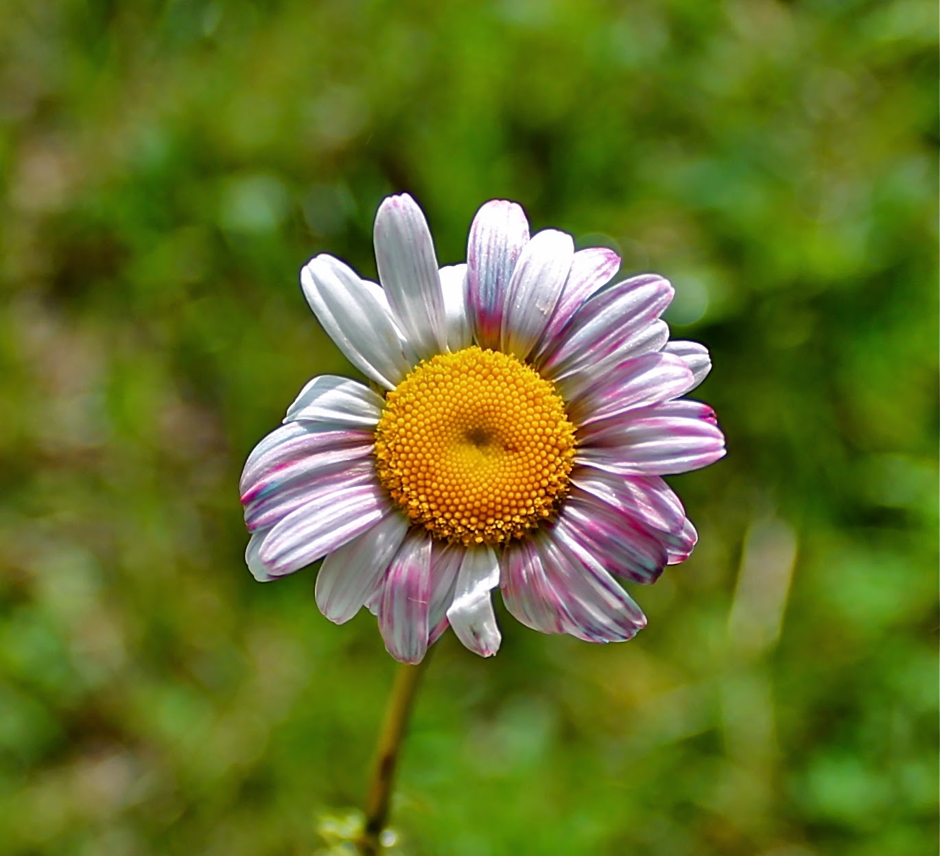 Twig and Toadstool Rainbow Dyed Daisies