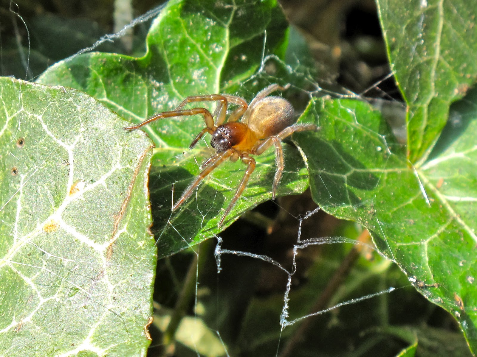 BugBlog The blue lace web spider