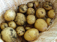 home-grown potatoes
