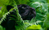 Animales - Fotografías de Panteras Negras - Felinos - Black Panthers