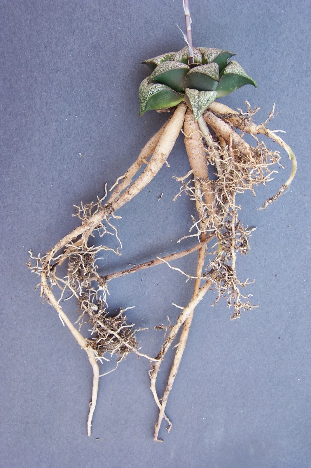 Oregon Cactus Blog Haworthia roots