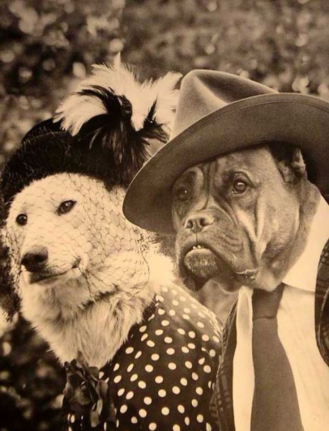 20 Strange and Adorable Vintage Photos of Animals From The Past